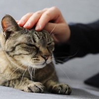 猫がストレスによって発症する『心の病気』3つ　主な症状や予防法、メンタルケアの方法まで