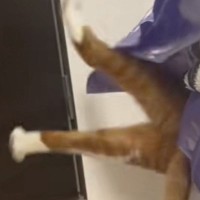 ベッドの隙間が大好きな『茶トラ猫』→入るところを見ていると…爆笑の展開が36万再生「漫画の世界ｗｗ」「ディズニーみたいな動きｗ」