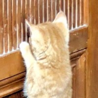 とんでもなく賢い母猫→血を受け継いだ『2匹の茶トラ猫』が……驚きの行動に「漫画とかアニメの世界ｗ」「さすが最強のお母さん」と話題