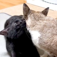 甘えたくて鳴く猫→一緒に暮らす黒猫が駆けつけて…あまりにも尊い『優しさあふれる行動』に称賛「世話好きで賢い」「頼れるジェントルマン」