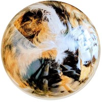 『綺麗な惑星…』透明ボウルに入った猫→下からのぞいてみると…想像を超える『まさかの光景』に「コーヒーゼリーかと」「高級ミケ玉」と反響