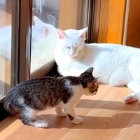 クールなはずのボス猫→無邪気な子猫と過ごした結果…『まるで別猫のような行動』が話題「こんな姿も愛おしい」「影響されたのかな」