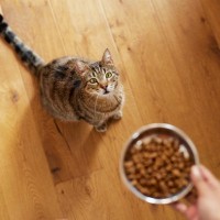 猫が『ビタミン・ミネラル不足』に陥ると表れる症状3つ　足りなくなる原因や対処法も解説