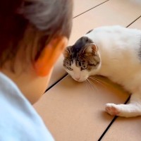 赤ちゃんが苦手で逃げ回っていたネコ→ママに甘えている最中、頭を近づけて…『感動の瞬間』に「成長しているね」「泣いちゃう」と称賛の声
