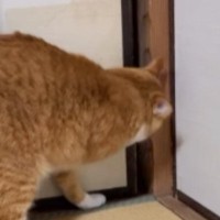 ふすまの向こう側に行きたい猫→少しだけ前足を使って開けた、次の瞬間…『まさかの行動』に驚きの声続出「すごい技」「想定外で笑った」