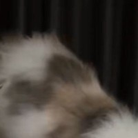 『使い方合ってる？』爪とぎをする猫→あまりにも独特すぎる行動に笑ってしまう人が続出「頭に血がのぼりそうｗ」「想像と違ったｗ」