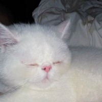 飼い主さんのそばで眠る猫→『おてて』を見ると…寝不足不可避な『可愛すぎる行動』に悶絶の声「心臓がッ」「羨ましい」と１万いいね