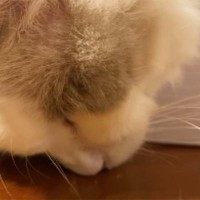 大きな『いびき』をかきながら爆睡するネコを撮っていたら…「可愛すぎて爆笑」まさかの光景が59万再生「吹いたｗ」「たまらないｗ」