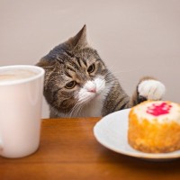 猫の命に関わる『口にすると危険な物』5つ　有毒となる原因や誤飲させない予防策