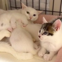 ひとりぼっちで保護された子猫→猫の親子と交流が始まり…涙が出るほど『あたたかい光景』に反響「胸がじーんと」「受け入れてる感じで泣ける」