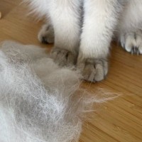 ブラッシングされた猫→大量に毛が取れた結果…思わず笑ってしまう『リアクション』に「めちゃめちゃ可愛い」「表情豊かだよねｗ」