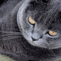 お部屋でくつろいでいた猫→おてての先を見ると……「でっかいライトセーバーみたいｗ」「パワーを感じる」思わず笑う『まさかの瞬間』に反響