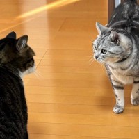 キッチンで目が合った2匹の猫→次の瞬間……思わず笑う『可愛すぎる行動』が19万表示「闘牛というか闘猫ｗ」「癒されるぅーｗ」