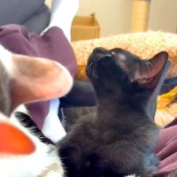 先輩猫に甘える子猫→独特な『ニオイ』に気づいて…正体を知った瞬間の『まさかの表情』が20万再生「２回目いくんやｗ」「お腹痛いｗ」