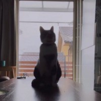 逆光で顔がよく見えなかったネコ→カメラで『ズーム』してみると……「思わず吹いたｗ」まさかの光景が30万再生「たまらんｗｗ」