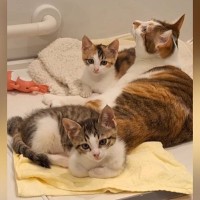 お風呂のフタの上で温まっていた猫たち→『おいで』と呼ぶと……可愛すぎる反応が217万再生「私たちの部屋感ｗ」「ほんと住んでるねｗ」