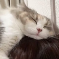 『飼い主はマタタビではありません』頭を抱きしめる猫→『激しすぎる愛情表現』が可愛いと110万再生「大好きが伝わる」「羨ましいｗ」