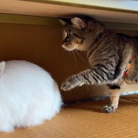 初めて『ウサギに遭遇した猫』→そーっと前足を伸ばすと……ほっこりする光景が24万再生「肝が据わってるｗ」「ビクッてなるとこ好き」