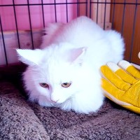 人間を信じられず、威嚇していた保護猫→諦めずにコミュニケーションを取った結果…『幸せな結末』に感動「どんどん優しいお顔に」「良かったね」