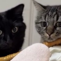 寝ている赤ちゃんを見ていた『2匹の猫』→まるでお喋りしているかのような『微笑ましい瞬間』に１万いいね「涙が出る」「なんて素敵」