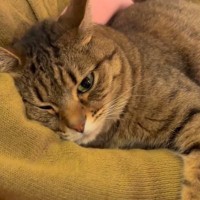 飼い主さんの腕に抱きつく『甘えん坊な猫』→少しでも動こうとすると…可愛すぎる反応に「なんて尊いの」「涙が出てくる」と27万再生の反響