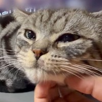 引っ越しの際に『置き去り』にされた猫…保護されて"新しい家族ができるまでの話"に涙が出ると22万再生「愛を感じる」「ありがとう」