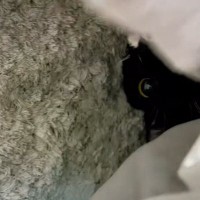 こたつの中で『くつろいでいた猫』→布団をめくって様子を見てみたら…飼い主爆笑の『予想外すぎる光景』に「可愛いにも程がある」「なんでｗ」