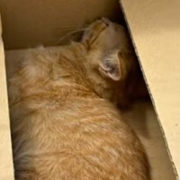 道路で『動けなくなっていた子猫』を発見→仕事のため一度離れるも、戻った結果→泣ける話が67万再生「運命だね」「見つけてもらえてよかった」