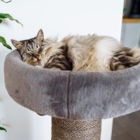 猫が『寝ながら口を動かす』ときの原因4つ　夢をみているの？可愛い仕草のワケとは