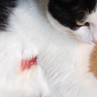 愛猫の命を救う『応急処置』の方法6選　万が一のケガや事故に備えておくべきこと