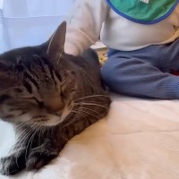 大好きな優しい猫を発見した赤ちゃん→『急接近』して……胸がいっぱいになる『尊い光景』に反響「涙が出てくる」「疲れた心が癒された」