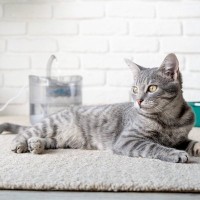 猫の『おしっこ』に関するトラブル5つ　見逃せない症状や対処法まで解説