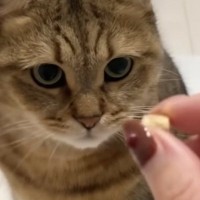 お手ができる猫→おやつが『ある時』と『ない時』の差を見てみると…爆笑必至の光景が40万再生「わかりやすい子だｗｗ」「とても賢いｗ」