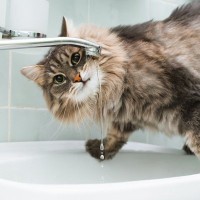 猫が『蛇口から出る水』に興味を示す理由3つ　流れている水の方が好きなの？