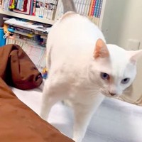 お兄ちゃんの部屋にやってきたネコ→寝る準備をすると…愛おしくてたまらない『いつもの光景』が19万再生「定位置だね」「本当の仲良し」