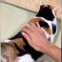 おしりを撫でられる三毛猫→飼い主さんが『手を止める』と…たまらなく愛おしい反応が176万再生「わかりやすすぎるｗ」「ゆっくりとｗ」