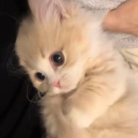 寝ようとすると、『甘えん坊の猫』がそっとお腹の上に乗ってきて…あまりにも愛おしい瞬間に「可愛すぎて涙が出る」「食べたい」と悶絶の声続出