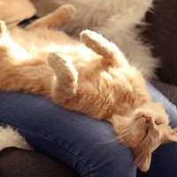 猫が『寝る場所』からあなたへの信頼度がわかる？　4つのスポット別に心理や理由を解説