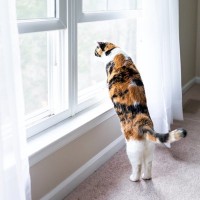 猫が『後ろ足で立っている』ときの理由5つ　考えられる心理から体への影響まで