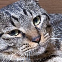 ダンボールに入って『ドヤ顔』していた猫→『ポーズ』を見ると…まさかの光景に「社長の風格ｗｗ」「めっちゃ偉そうｗ」と６万いいね