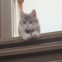 ふわふわの短足子猫→階段の下にいる飼い主さんに向かって…思わずニヤける『可愛い光景』に「お顔がたまらん」「頑張ったなぁ」の声