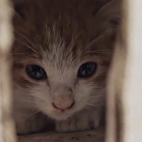 性別がわからないほど『ガリガリにやせ細っていた子猫』…優しい人と出会い『保護された様子』に感動の声「素敵な出会い」「本当にありがとう」