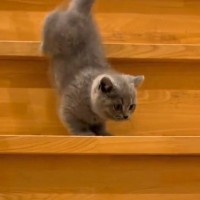 初めての階段で一段一段『慎重におりる子猫』→成猫になった現在…成長を感じるビフォーアフターに「たまらん」「こなれ感あるねｗ」と反響