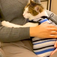 テレワーク中のママ→猫が抱っこをおねだりして…もはや仕事どころではない『愛くるしい行動』が65万再生「涙出てくる」「愛情表現が豊か」