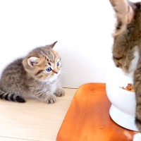 甘えん坊全開の子猫→家族のそばを離れなくて…悶絶級に『愛くるしい行動』が374万再生「ずーっと見てられる」「可愛すぎてどうにかなる」