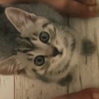 洗い物中、足元にやってきた『鍵しっぽの子猫』→小さな声で鳴き始めて…たまらなく可愛い『かまってアピール』が58万再生「抱きしめたい」