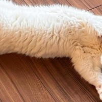 寒い日、床暖房を強めに設定したら…完全にダメになってしまった『３匹の猫と人間』に爆笑「進化の過程ｗｗ」「にゃんげんも落ちてるｗ」