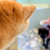汚れてしまった黒猫をお風呂に入れた結果→柴犬が駆けつけて…心配で見せた『優しい行動』に「いいお姉ちゃんだね」「涙が出てくる」と称賛