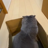 ダンボールに入るネコ→飼い主さんが動かすと…思わず笑ってしまう『可愛すぎる遊びの様子』が69万再生「楽しいのかなｗ」「お客様で笑った」