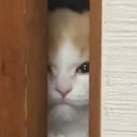 お部屋から出られない猫→ドアの隙間から…胸がキュンとなる『愛おしい光景』に43万いいね「世界一可愛いシャイニング」「涙が出る」